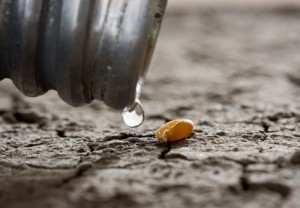 macro of water drop and one corn over dry soil - hope concept